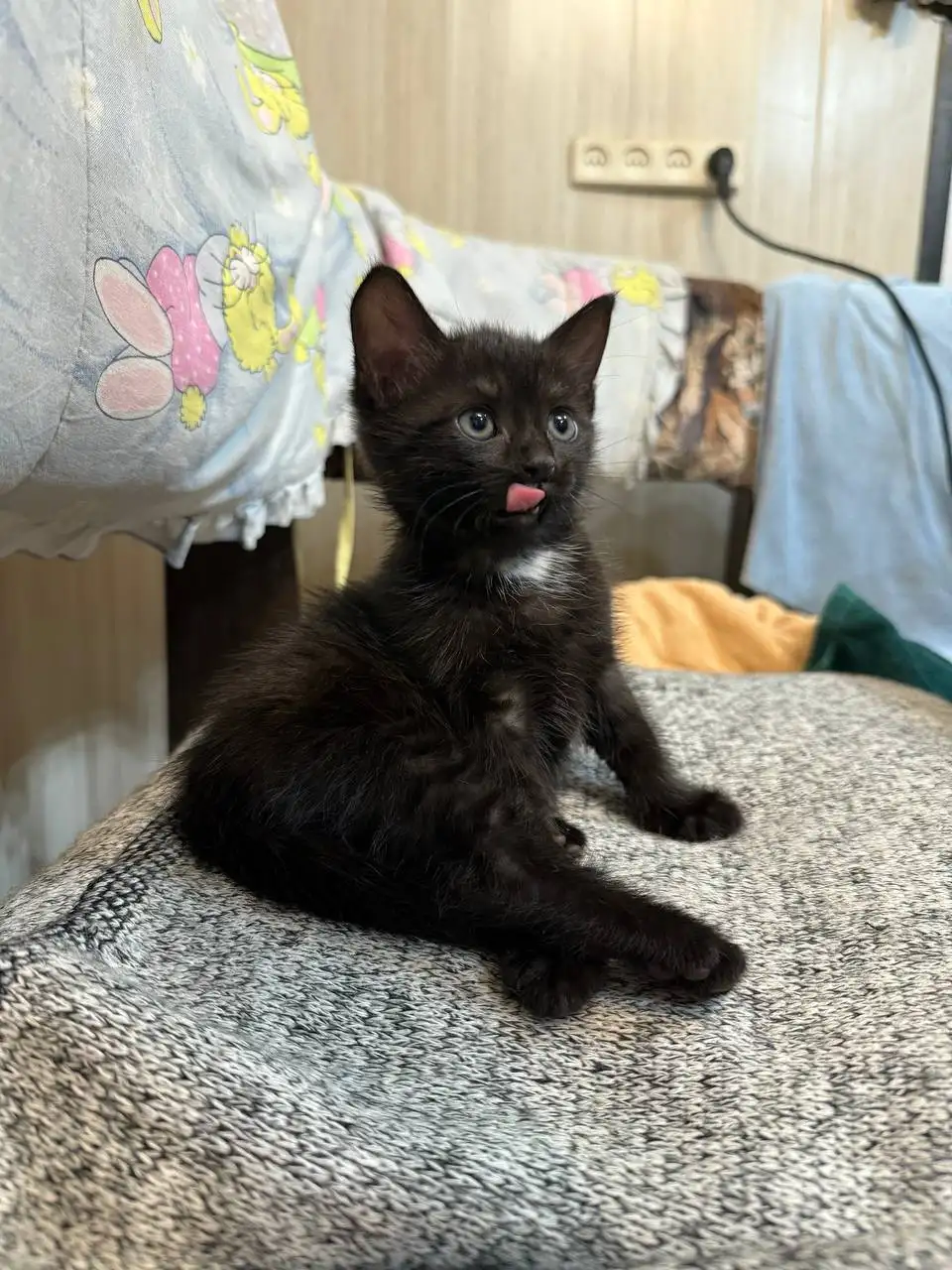 Котёнок в добрые руки - Кошки (Животные) в Энгельс