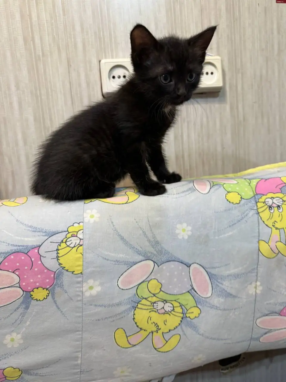 Котёнок в добрые руки - Кошки (Животные) в Энгельс