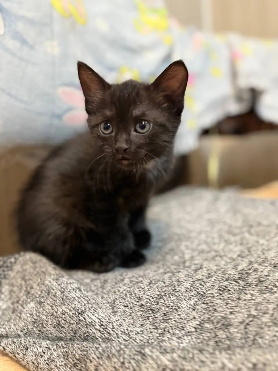 Котёнок в добрые руки - Кошки (Животные) в Энгельс