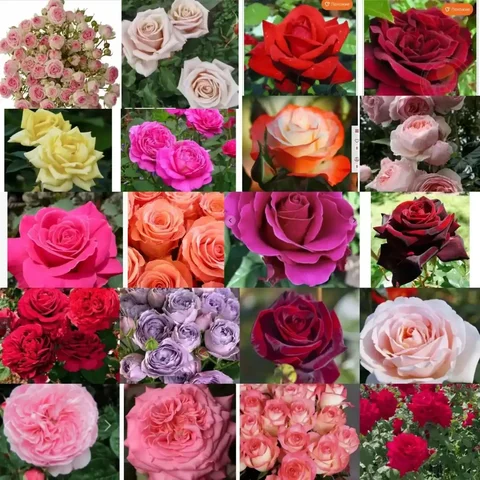 Саженцы роз в продаже - Аксессуары в Саратов