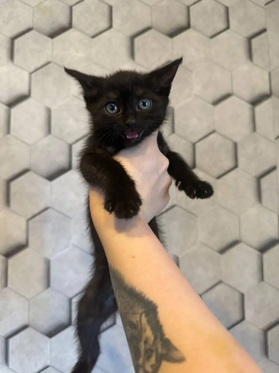 Отдам котёнка в добрые руки - Кошки (Животные) в Энгельс