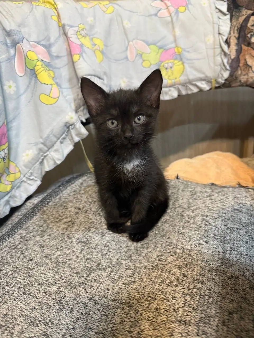 Отдам котёнка в добрые руки - Кошки (Животные) в Энгельс