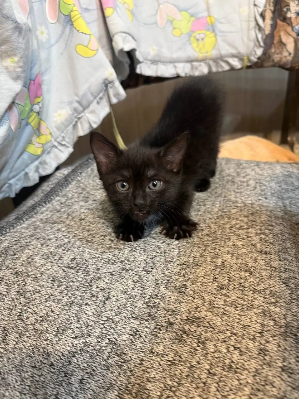 Отдам котёнка в добрые руки - Кошки (Животные) в Энгельс