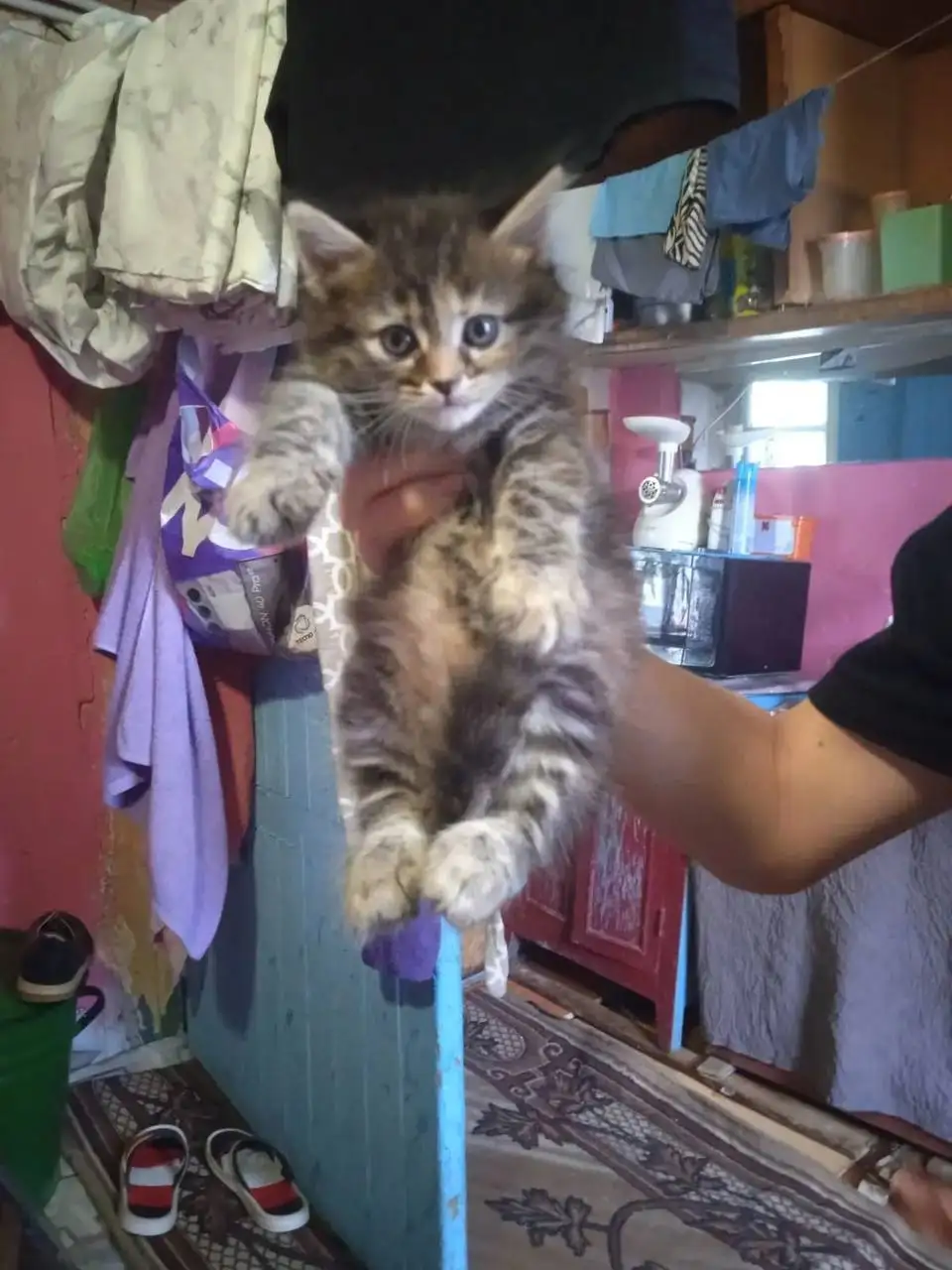 Котята в добрые руки - Кошки (Животные) в Саратов