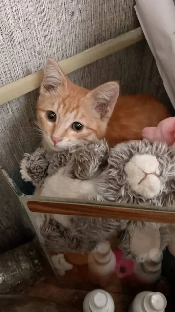 Отдам котёнка в добрые руки - Потеряшка в Энгельс