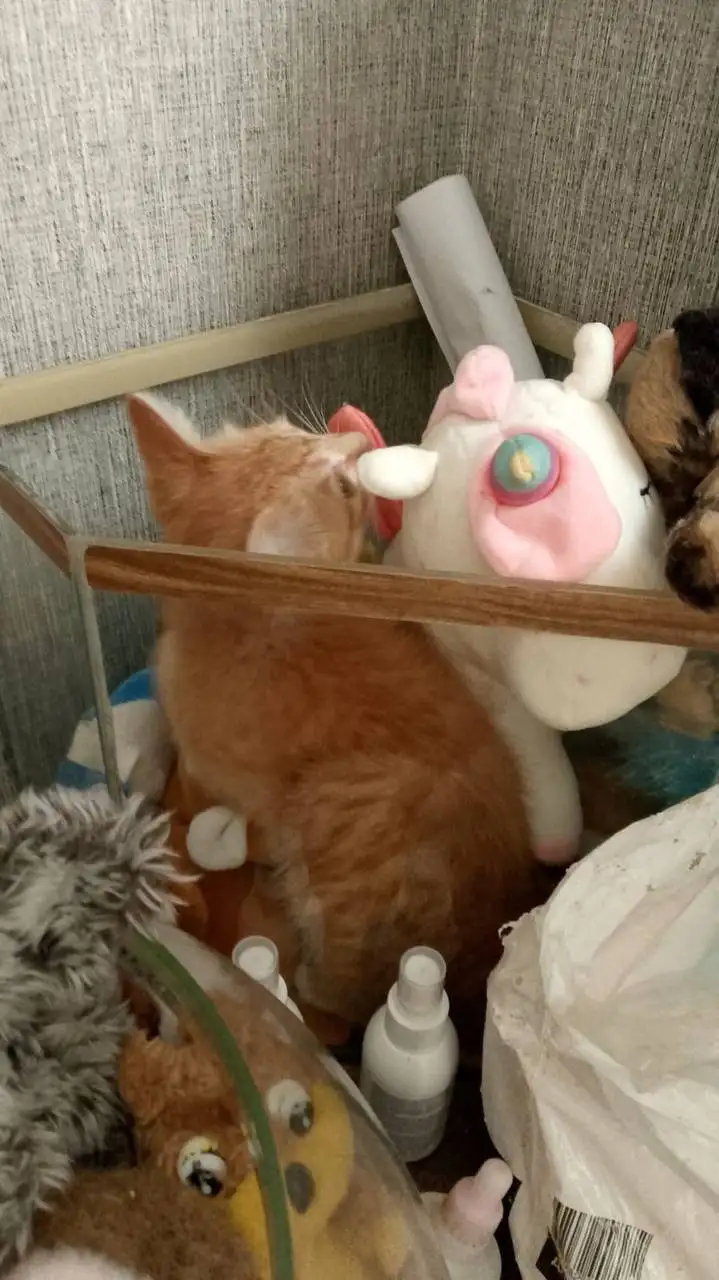 Отдам котёнка в добрые руки - Кошки (Животные) в Энгельс
