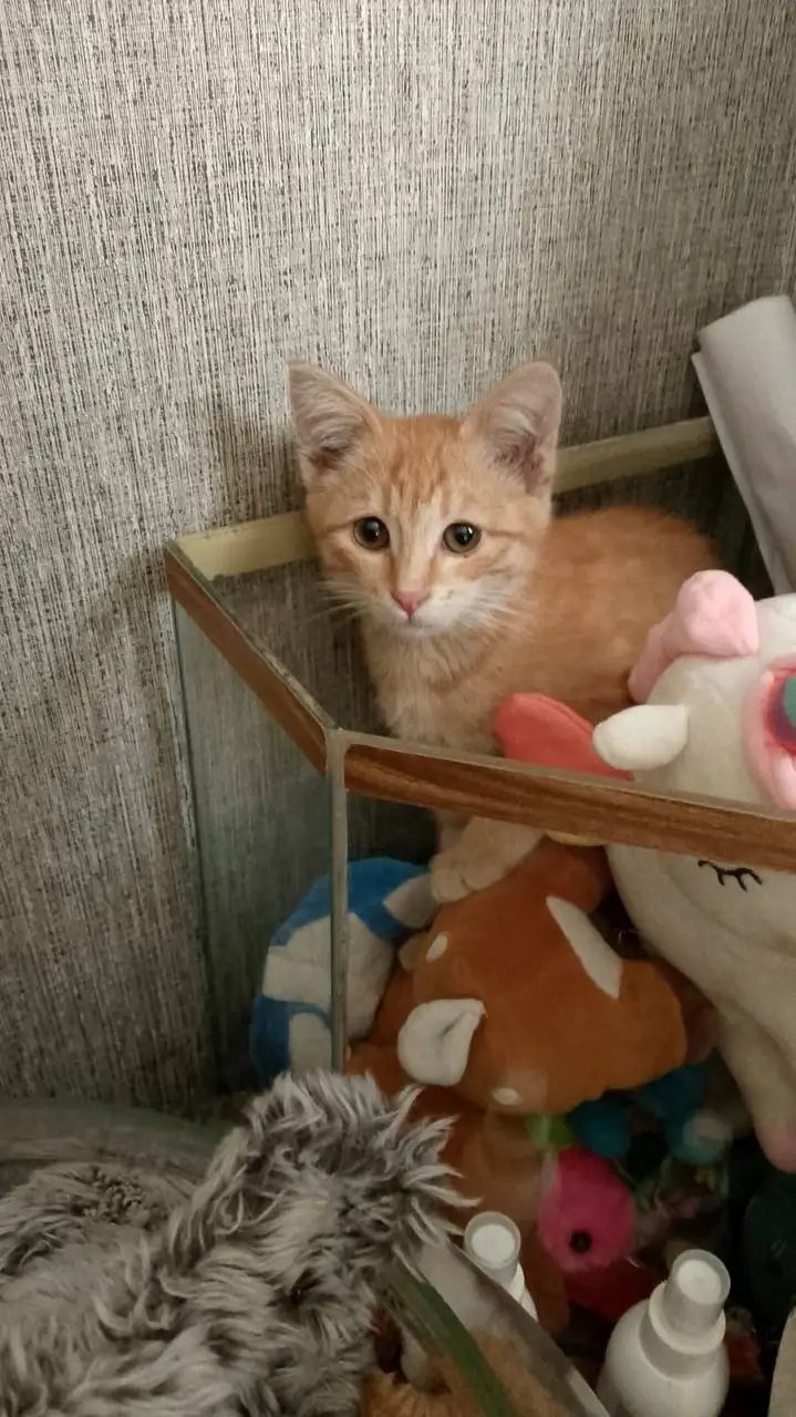 Отдам котёнка в добрые руки - Кошки (Животные) в Энгельс