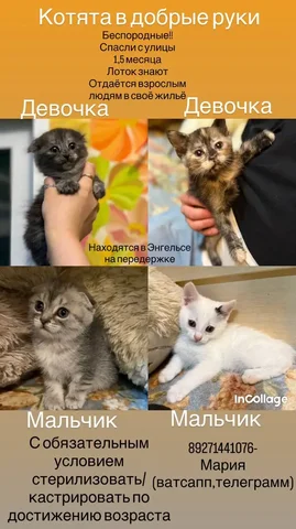 Спасенные котята ищут семью - Животные в Энгельс