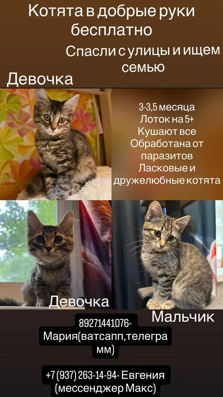 Котята спасенные с улицы ищут семью - Животные в Саратов
