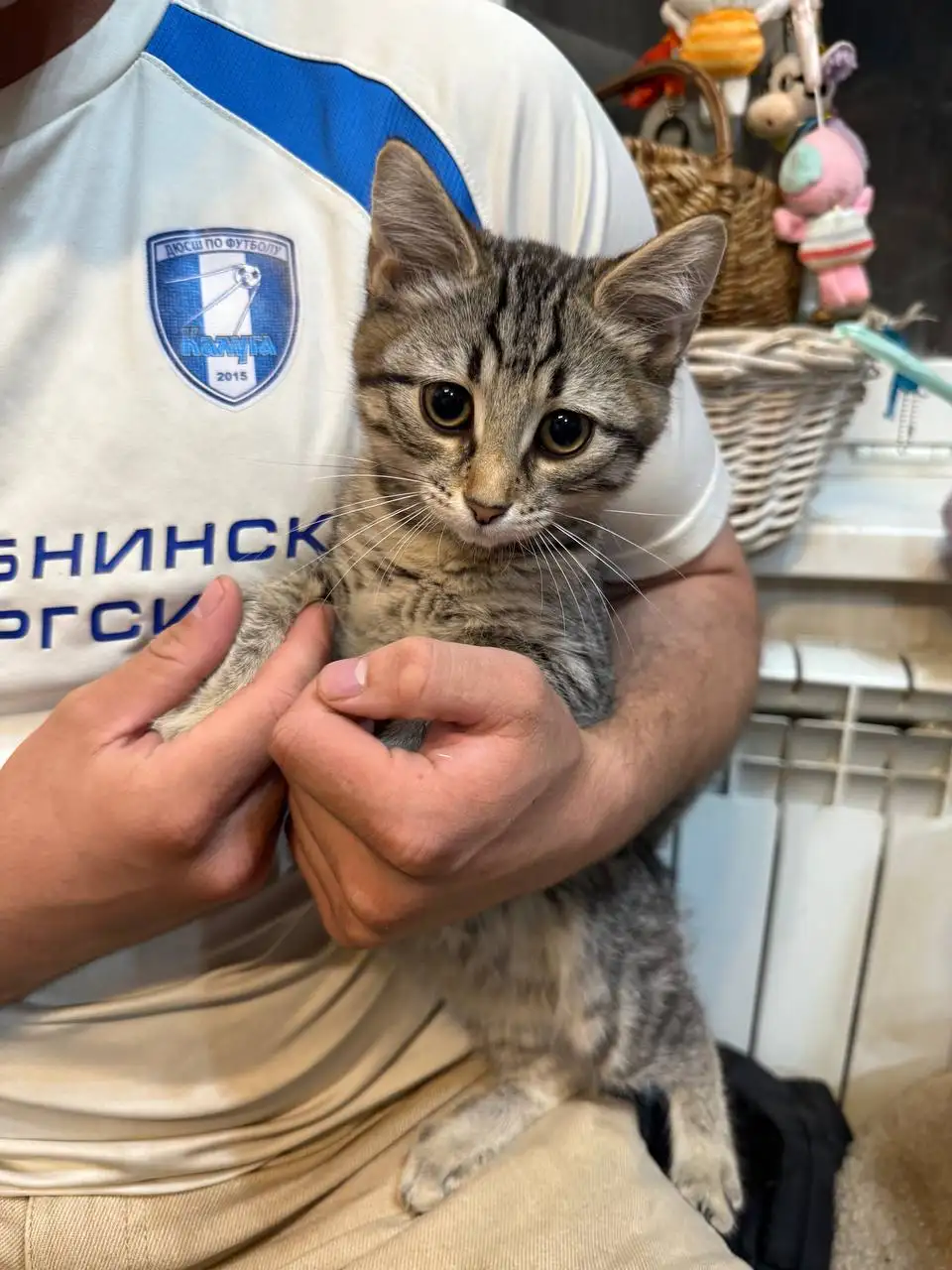 Котята спасенные с улицы ищут семью - Животные в Саратов