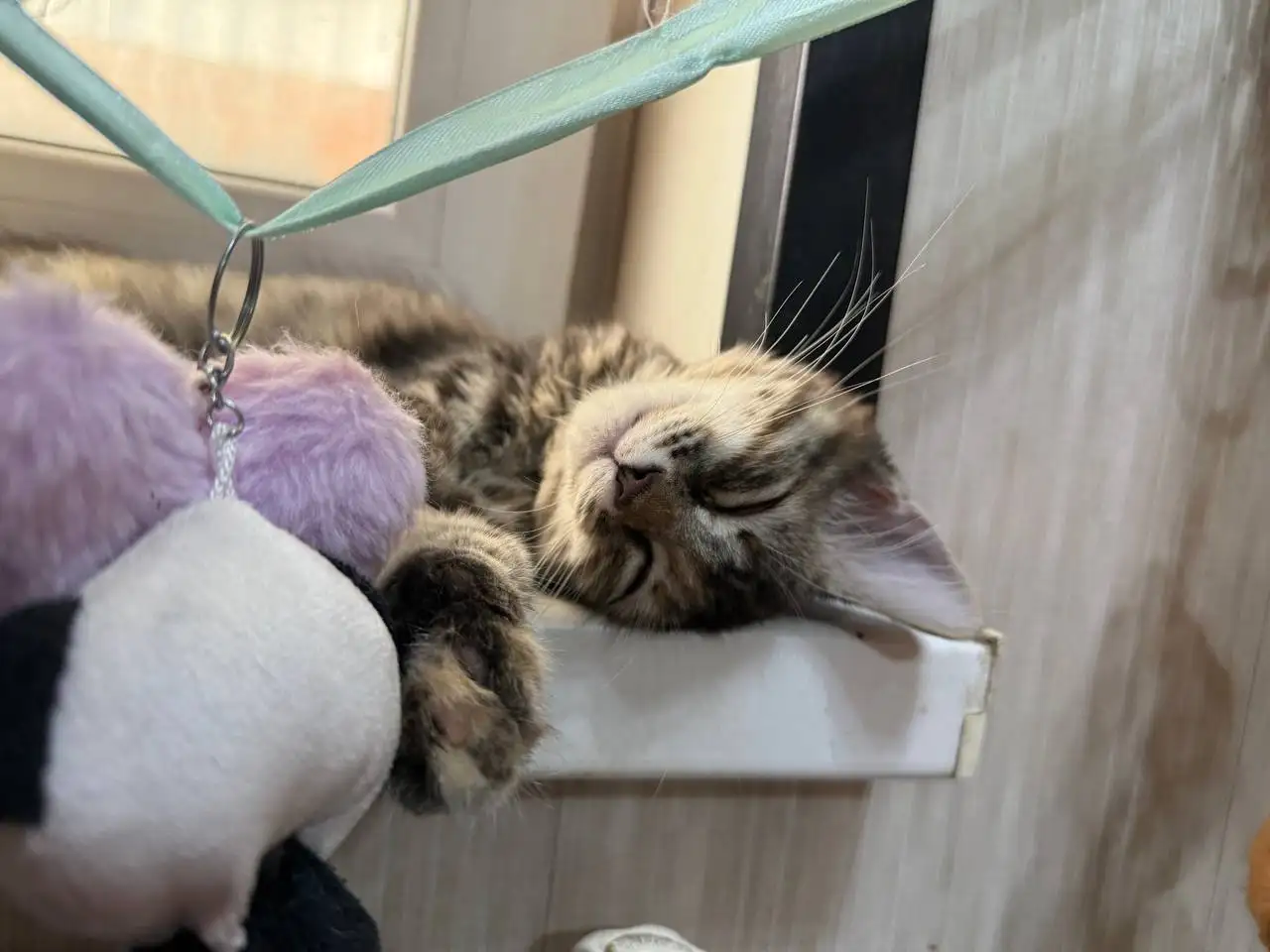 Ищем дом для котёнка - Кошки (Животные) в Энгельс