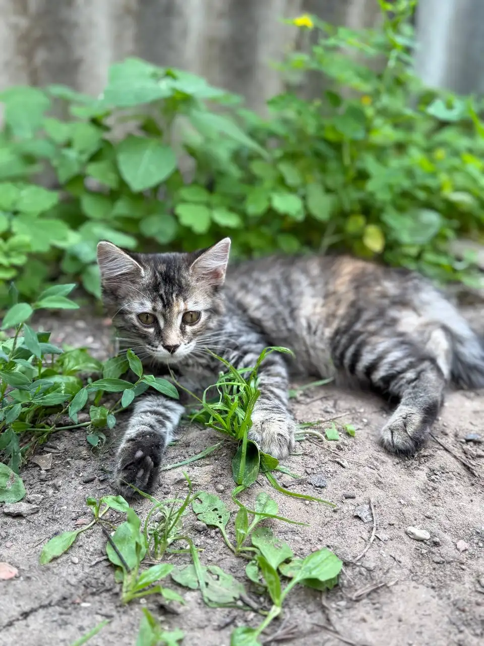 Ищем дом для котёнка - Кошки (Животные) в Энгельс