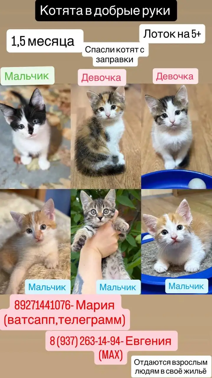 Котята спасенные с улицы ищут дом - Кошки (Животные) в Энгельс