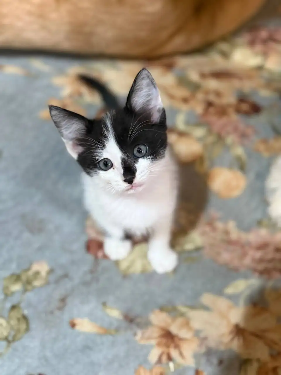 Котята спасенные с улицы ищут дом - Кошки (Животные) в Энгельс