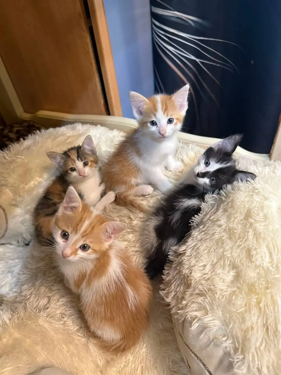 Котята спасенные с улицы ищут дом - Кошки (Животные) в Энгельс
