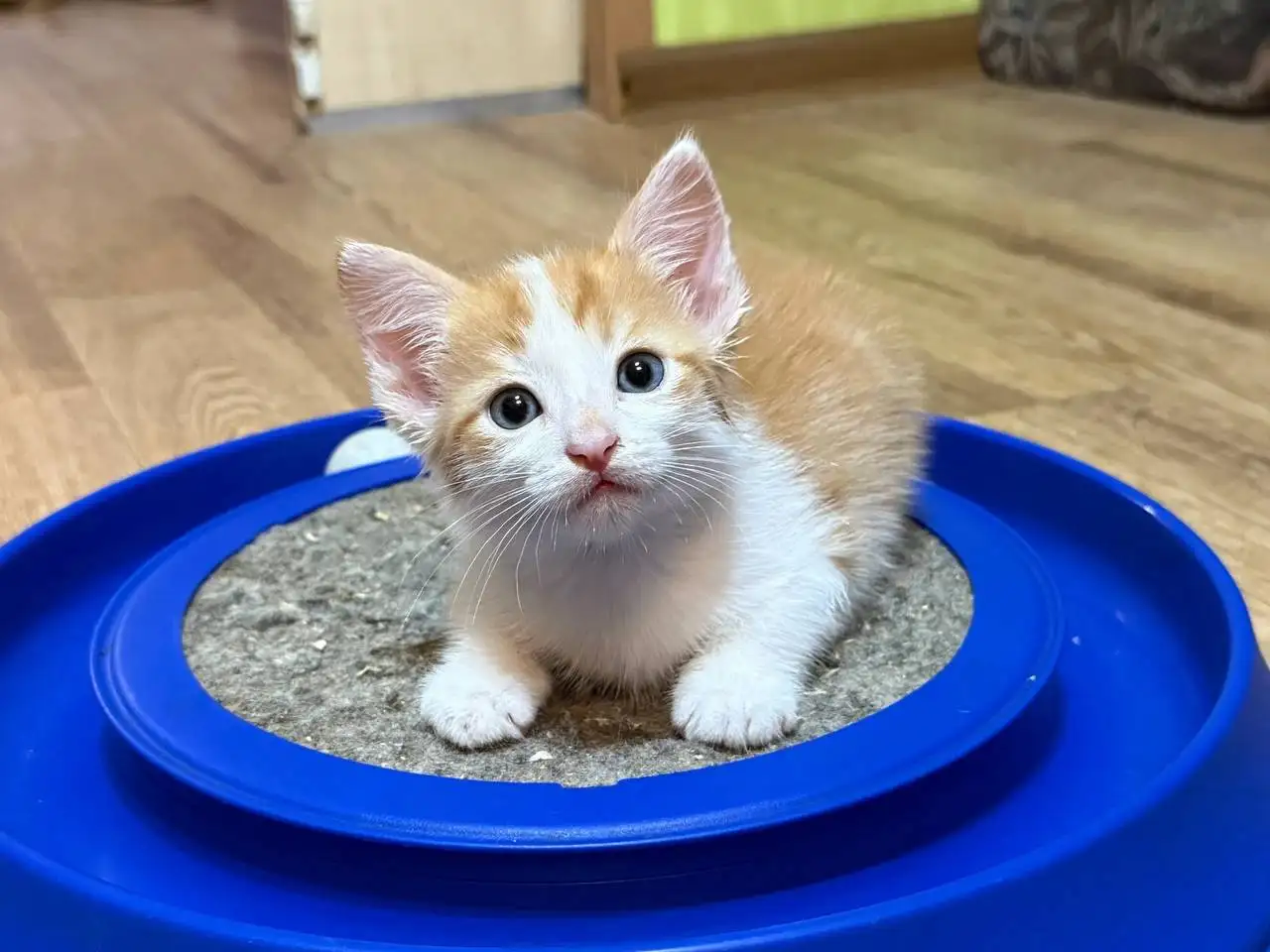 Котята спасенные с улицы ищут дом - Кошки (Животные) в Энгельс