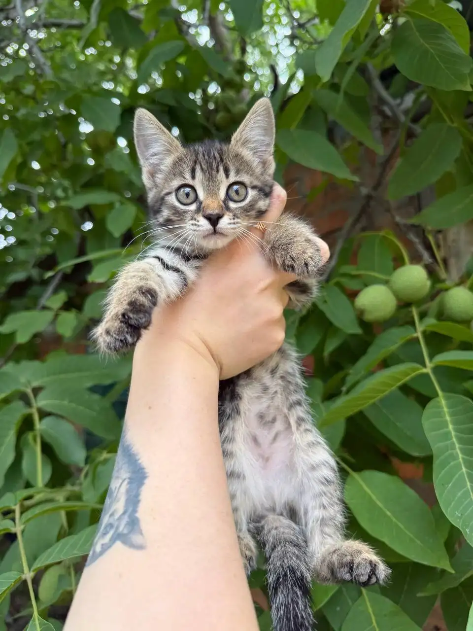 Котята спасенные с улицы ищут дом - Кошки (Животные) в Энгельс
