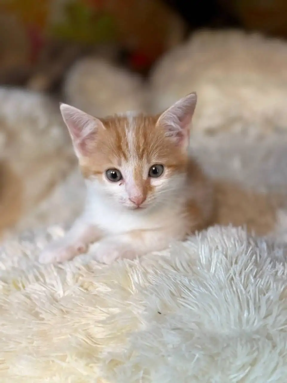 Котята спасенные с улицы ищут дом - Кошки (Животные) в Энгельс