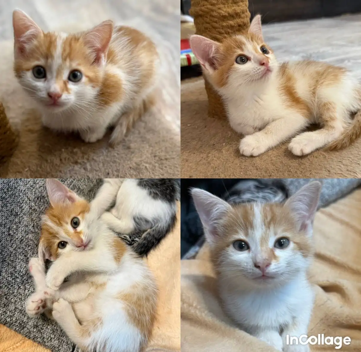 Отдам котёнка в добрые руки - Кошки (Животные) в Энгельс