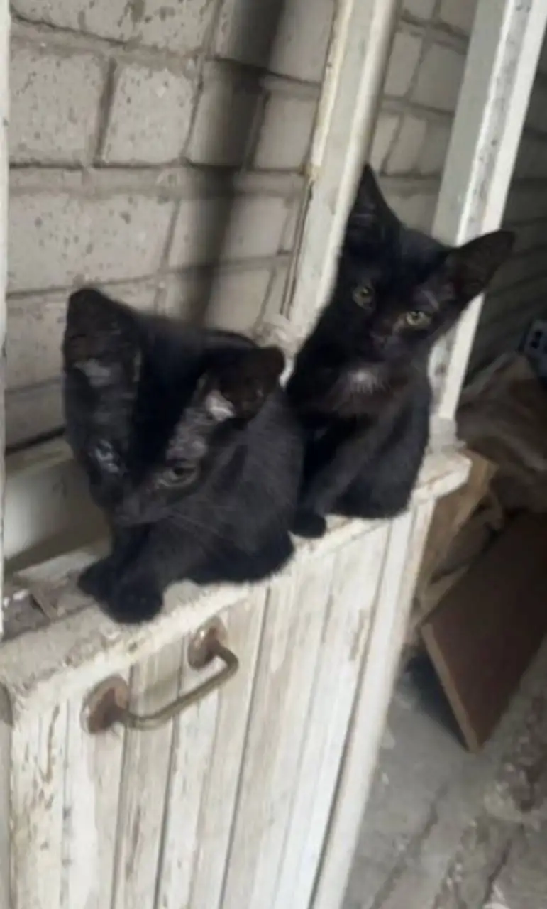 Отдам котят в добрые руки - Животные в Саратов
