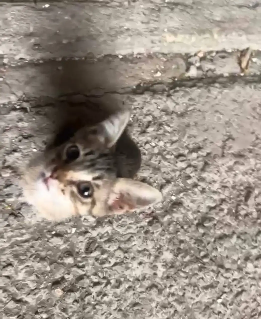 Отдам котят в добрые руки - Животные в Саратов