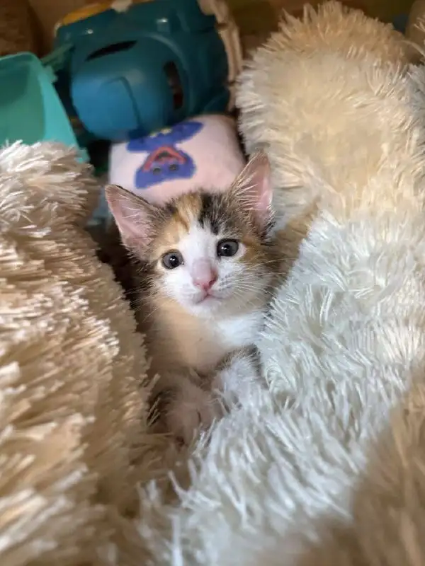 Котенок девочка ищет семью - Кошки (Животные) в Саратов