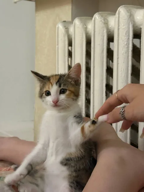 Котёнок в добрые руки бесплатно - Крупный рогатый скот в Саратов