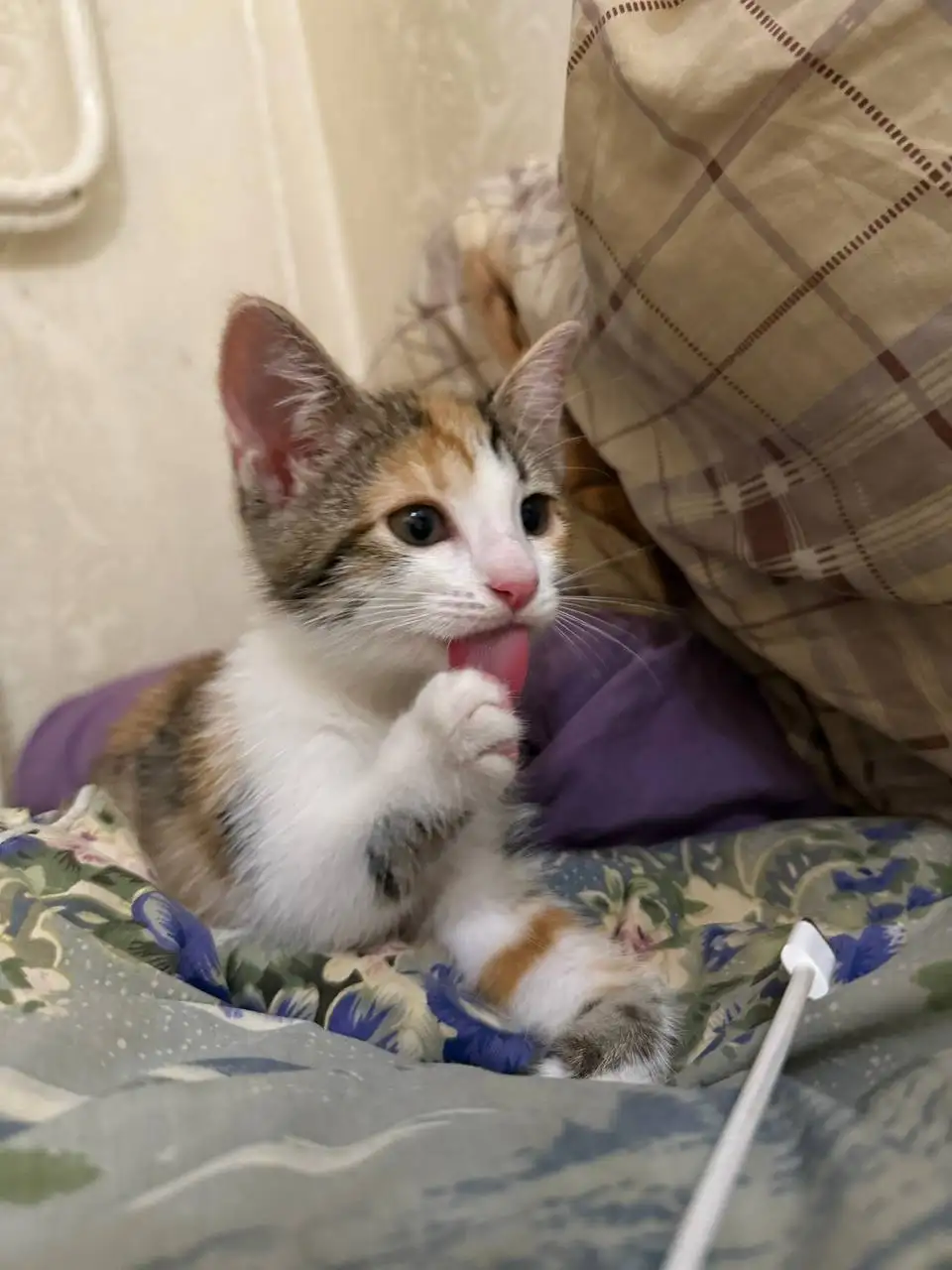Котёнок в добрые руки бесплатно - Кошки (Животные) в Саратов