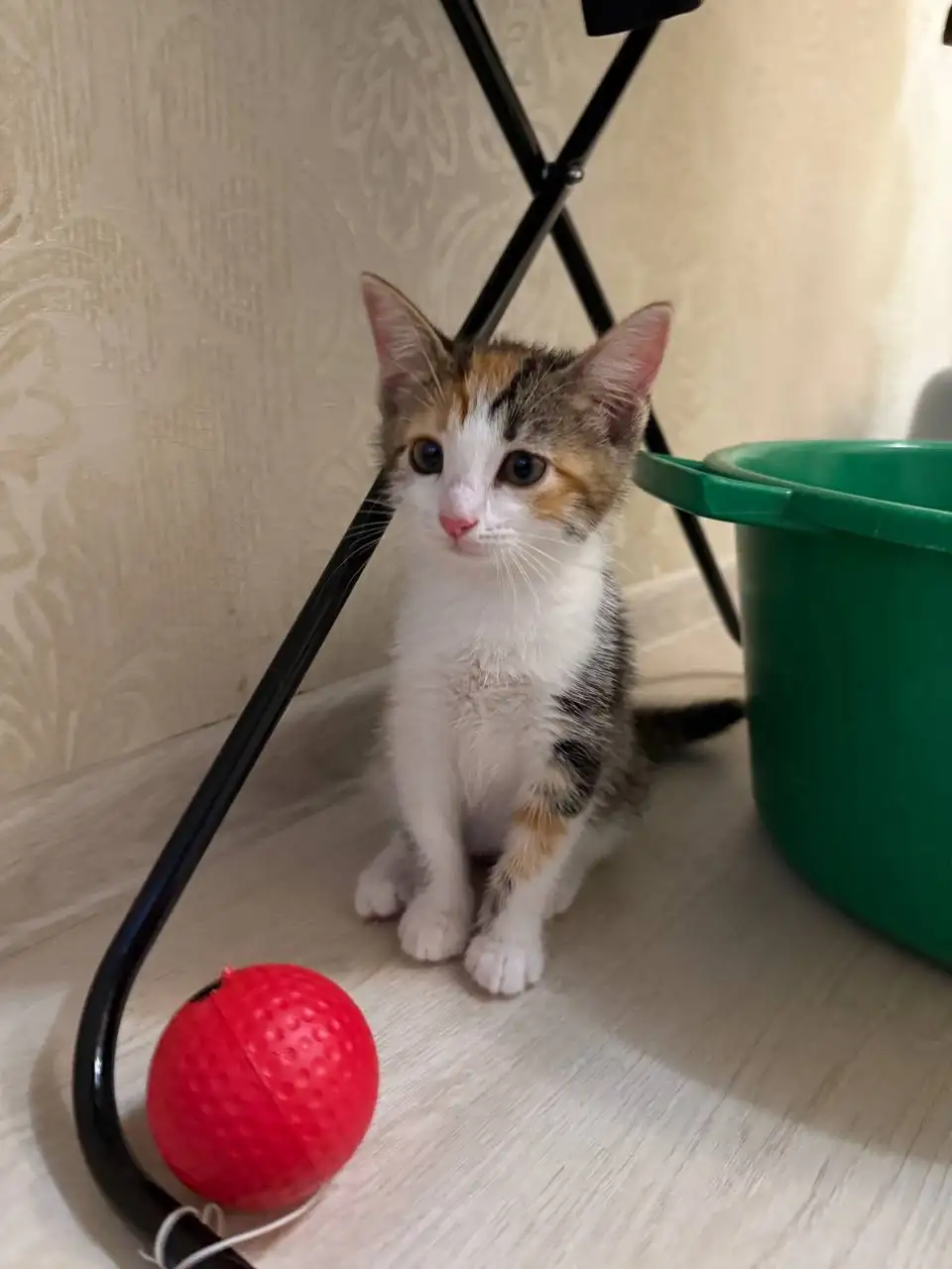 Котёнок в добрые руки бесплатно - Кошки (Животные) в Саратов