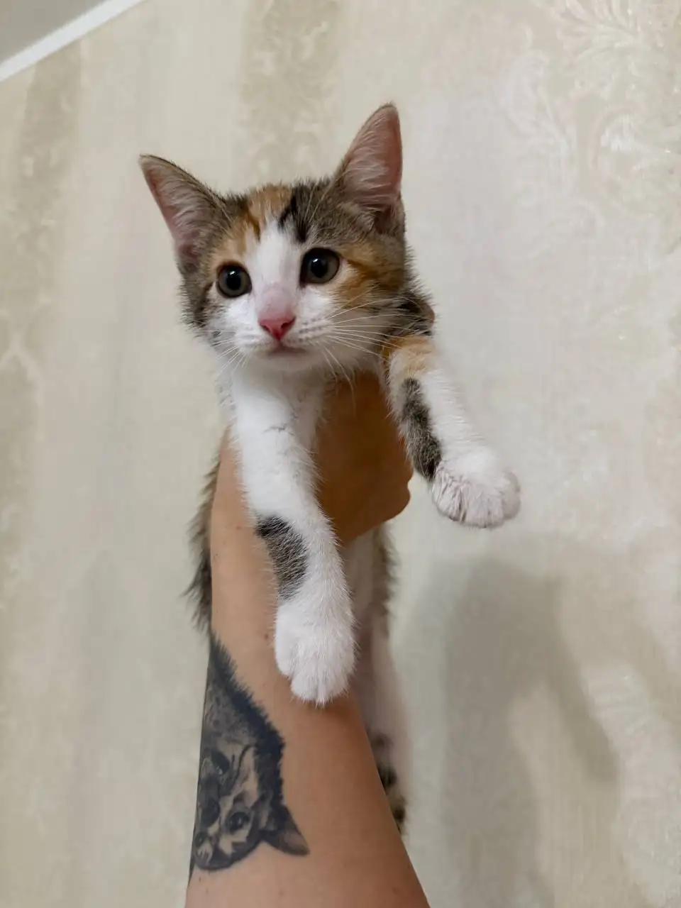 Котёнок в добрые руки бесплатно - Кошки (Животные) в Саратов