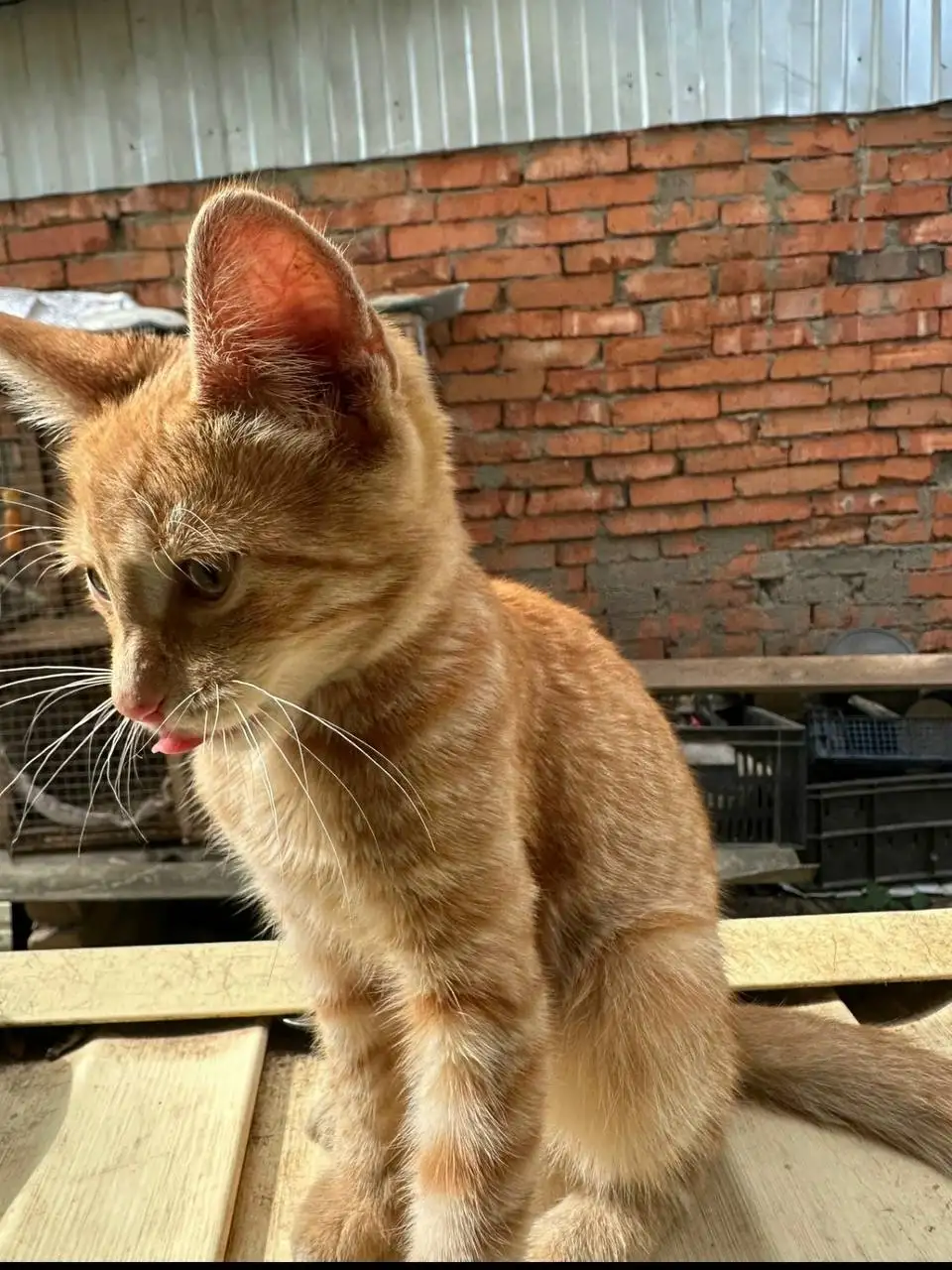Ищем семью котёнку - Кошки (Животные) в Саратов