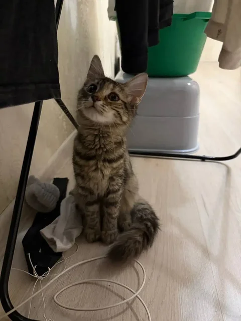 Котёнок в добрые руки - Кошки и собаки в Саратов