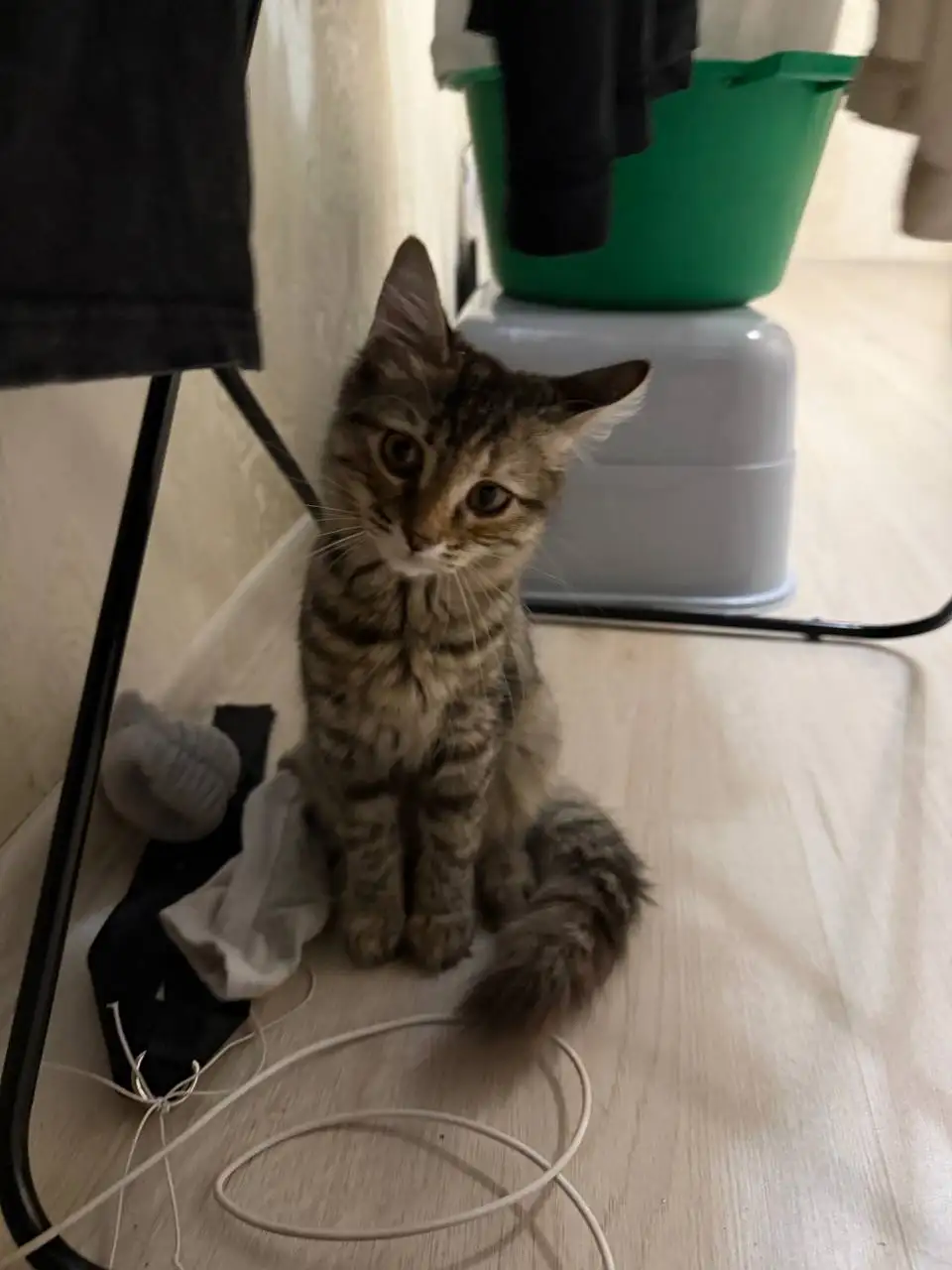 Котёнок в добрые руки - Животные в Саратов