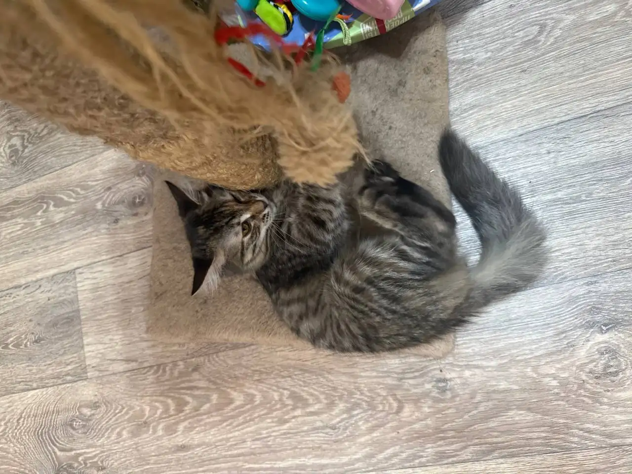 Котёнок в добрые руки - Животные в Саратов