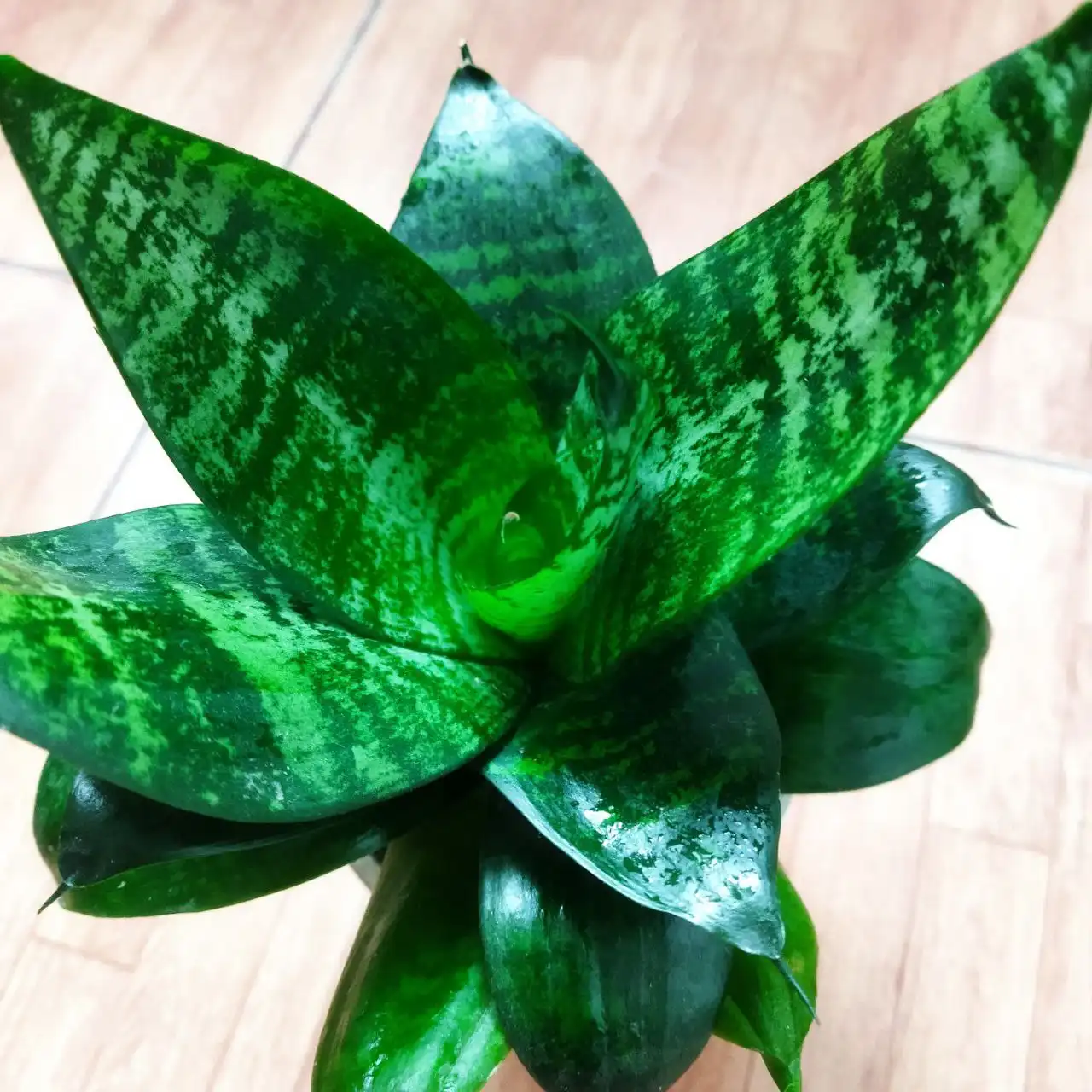 Сансевиерия - очищает воздух, насыщает кислородом