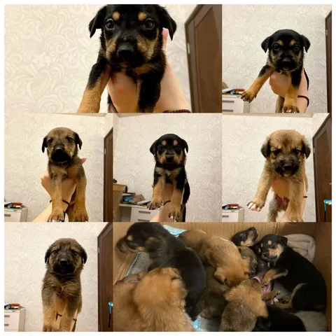 Маленькие пушистые лапочки ищут дом - частное объявление в Энгельс