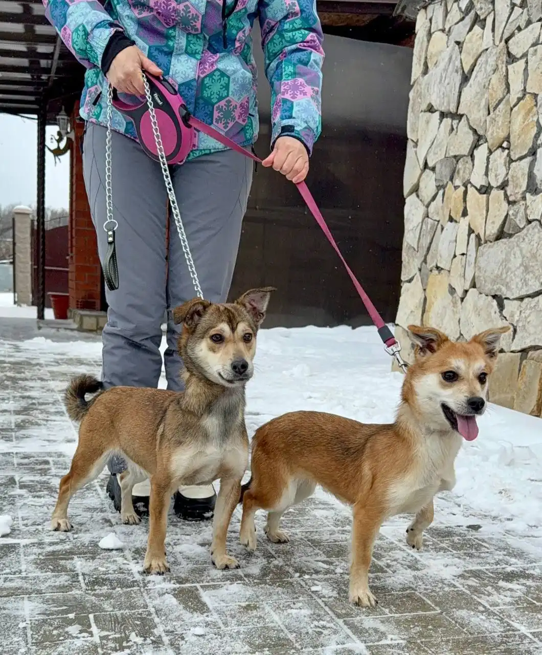 Коротколапые сестренки Бэлла и Стелла ищут дом