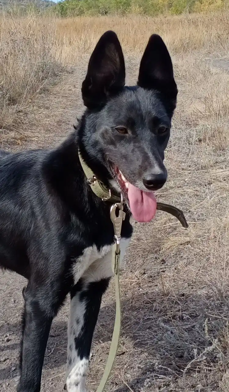 АЛЬМА - девочка полная энергии, нужен дом - Собаки (Животные) в Энгельс