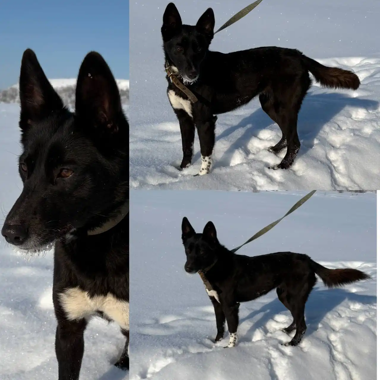 АЛЬМА - девочка полная энергии, неутомимая - Собаки (Животные) в Энгельс