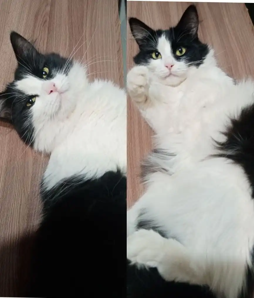 Милаша - кошка для дома - Кошки (Животные) в Энгельс