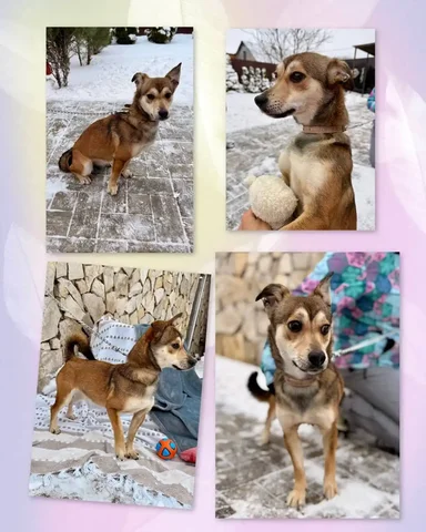 Щенок Белла ищет ответственных хозяев - Рыбки в Энгельс