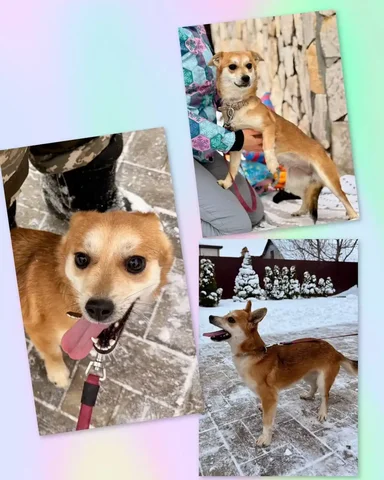 Пристройство собаки Стеллы - Рыбки в Энгельс