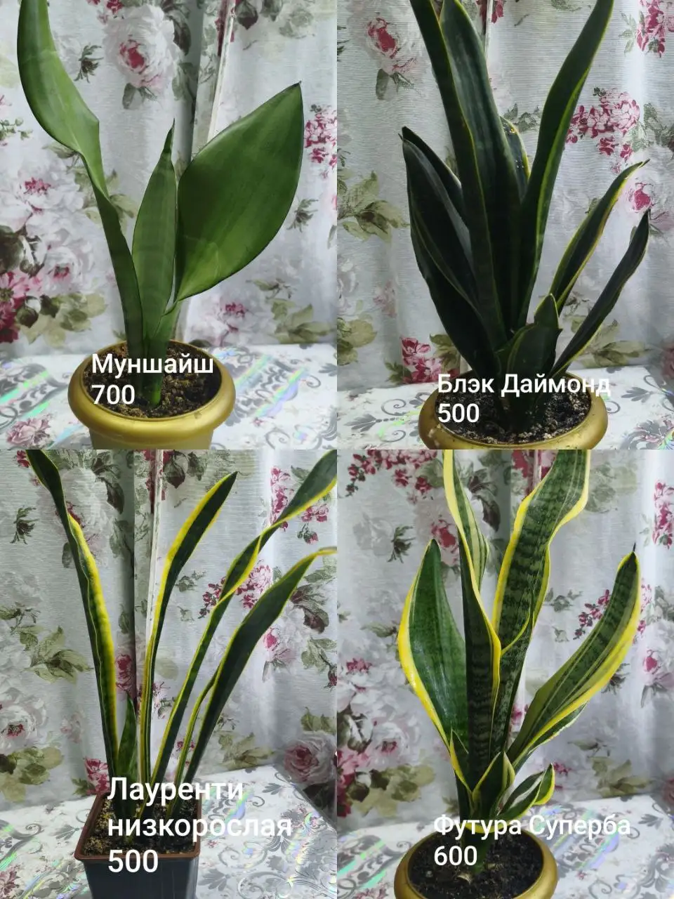 Продажа сортовых сансевиерий - Растения (Хобби и отдых) в Энгельс