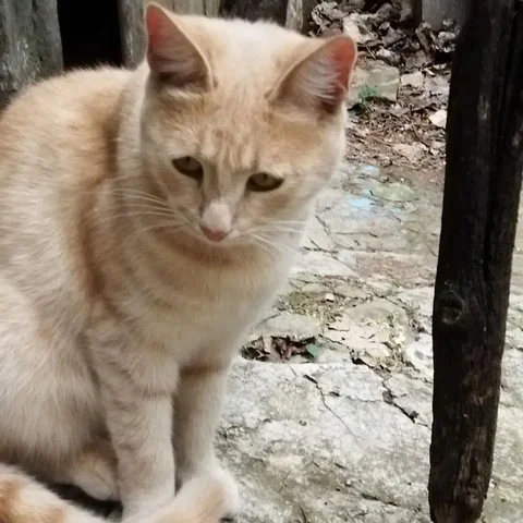 Пропал бежево-рыжий кот у магазина Магнит - Животные в Энгельс