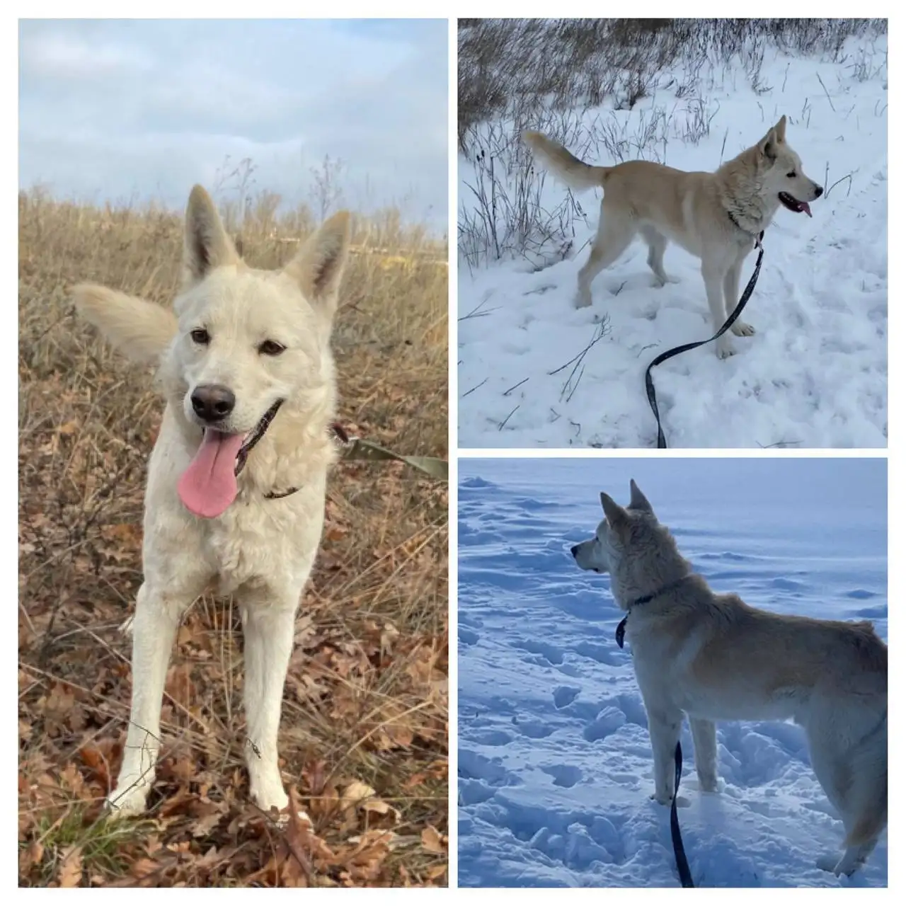 Арчи ищет дом и любящую семью - Собаки (Животные) в Саратов