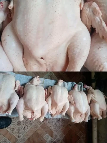 Продажа мяса молодого домашнего бройлера - частное объявление в Энгельс