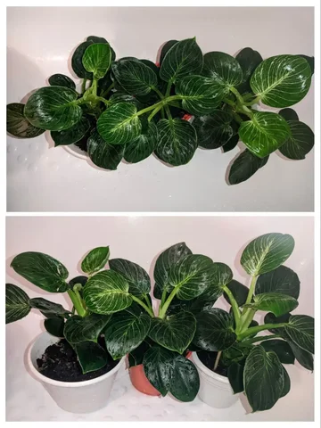 Филодендрон Биркин в активном росте - Рукоделие/Творчество в Саратов