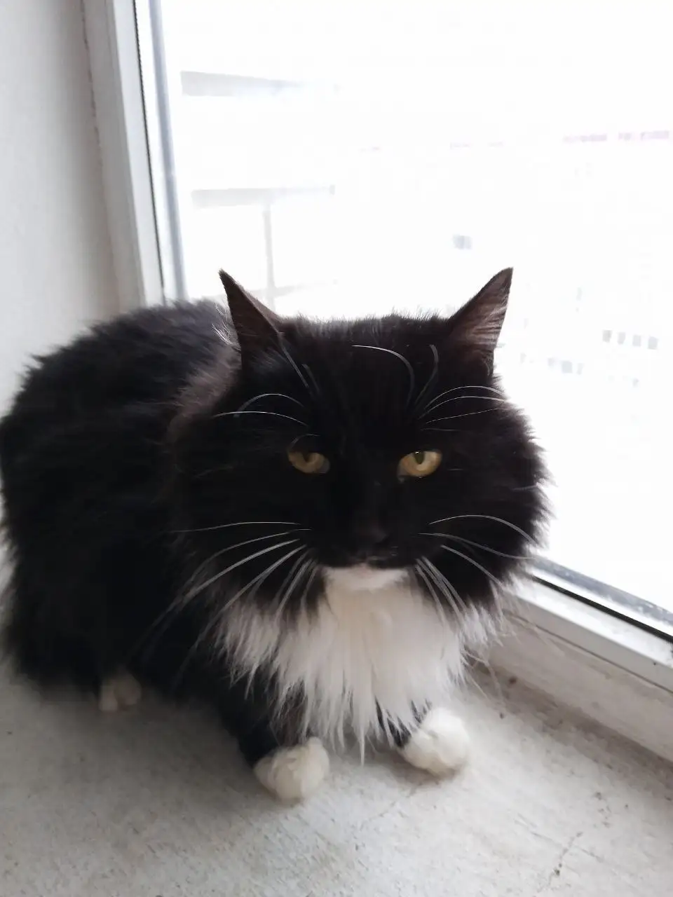 Кошка ищет любящих хозяев - Кошки (Животные) в Энгельс