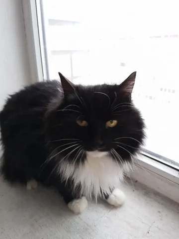 Кошка ищет любящих хозяев - Животные в Энгельс