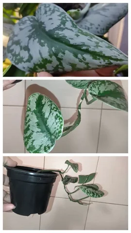 Scindapsus Pictus Trebie (Экзотик) - Оружие и самооборона в Саратов